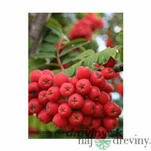 Jarabina jedlá Granatnaja 50/100 cm, v črepníku Sorbus Granatnaja