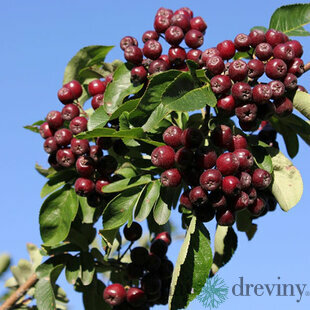 Jarabina jedlá Likornaja 80/120 cm, v črepníku Sorbus Krasnaja Krupnaja