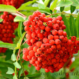 Jarabina Krasnaja Krupnaja 50/100 cm, v črepníku Sorbus Krasnaja Krupnaja