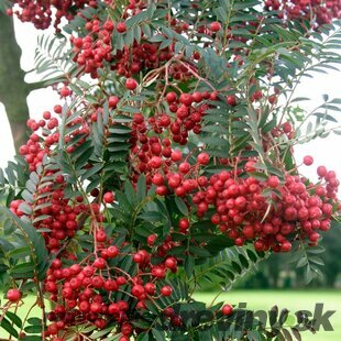 Jarabina Krasnaja Krupnaja, výška 80/120 cm, v črepníku 5l Sorbus alaja krupnaja