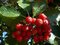 Jarabina Mukyňova 120/150 cm, v črepníku 10l Sorbus aria