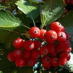 Jarabina Mukyňova 120/150 cm, v črepníku 10l Sorbus aria