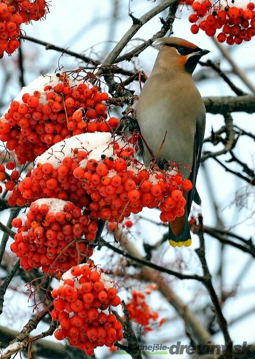 Jarabina mukyňová Red Bird, na kmienku 140/160 cm, v črepníku Sorbus alnifolia Red Bird