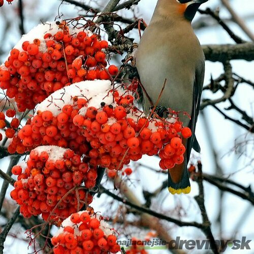 Jarabina mukyňová Red Bird, na kmienku 140/160 cm, v črepníku Sorbus alnifolia Red Bird