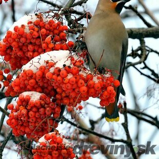 Jarabina mukyňová Red Bird, na kmienku 140/160 cm, v črepníku Sorbus alnifolia Red Bird