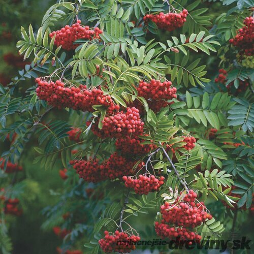 Jarabina prostredná na kmienku, výška 400+ cm, obvod kmienka 10/12 cm, v črepníku 65l Sorbus x intermedia 