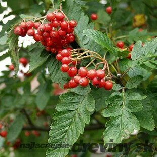 Jarabina Turingová Fastigiata, výška 120/140 cm, multikmeň 3 - 4 kmienky, v črepníku Sorbus Thuringiaca