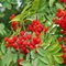 Jarabina vtáčia, 140/160 cm, v črepníku Sorbus aucuparia