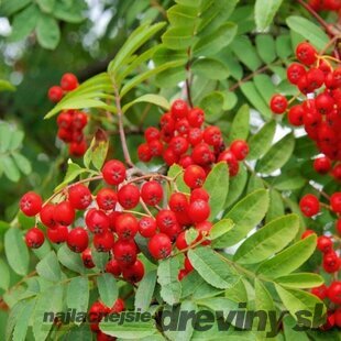 Jarabina vtáčia, 140/160 cm, v črepníku Sorbus aucuparia