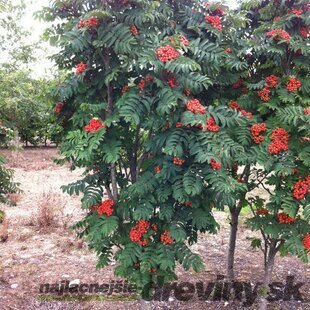 Jarabina vtáčia, 180/220 cm, v črepníku Sorbus aucuparia