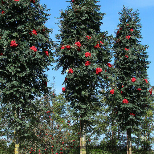 Jarabina vtáčia Fastigiata (stĺpovitá) na kmienku 180/200 cm, v črepníku Sorbus aucupari Fastigiata