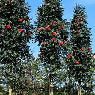 Jarabina vtáčia Fastigiata (stĺpovitá) na kmienku 180/200 cm, v črepníku Sorbus aucupari Fastigiata