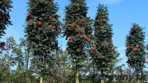 Jarabina vtáčia Fastigiata (stĺpovitá) na kmienku 180/200 cm, v črepníku Sorbus aucupari Fastigiata