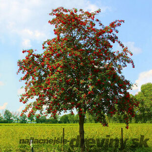 Jarabina vtáčia jedlá Edulis 250 + cm, obvod 8/10 cm, v črepníku Sorbus aucuparia var.edulis