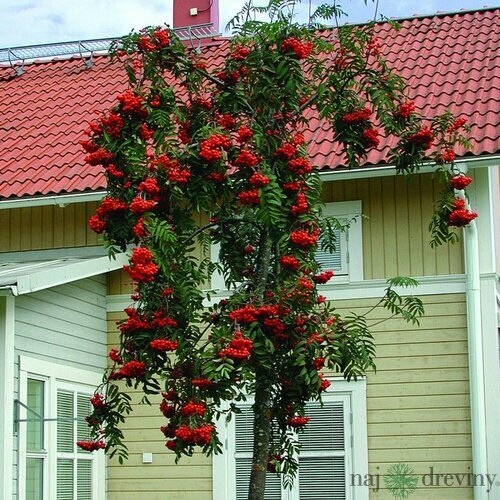 Jarabina vtáčia Pendula (previsnutá) 180/200 cm, v črepníku Sorbus aucuparia Pendula