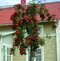 Jarabina vtáčia Pendula (previsnutá) 180/200 cm, v črepníku Sorbus aucuparia Pendula