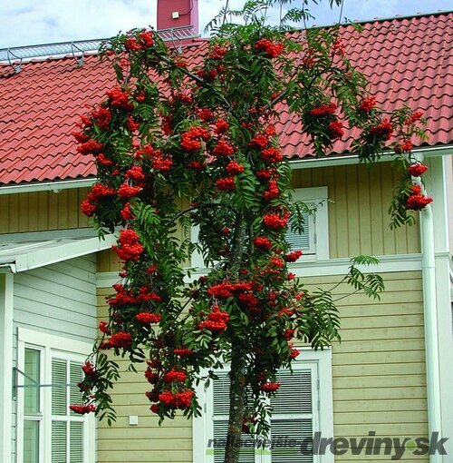 Jarabina vtáčia Pendula (previsnutá) na kmienku 180/200 cm , v črepníku Sorbus aucuparia Pendula