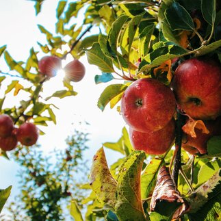 Jarné sadenie ovocných stromov: Tipy pre vašu záhradu
