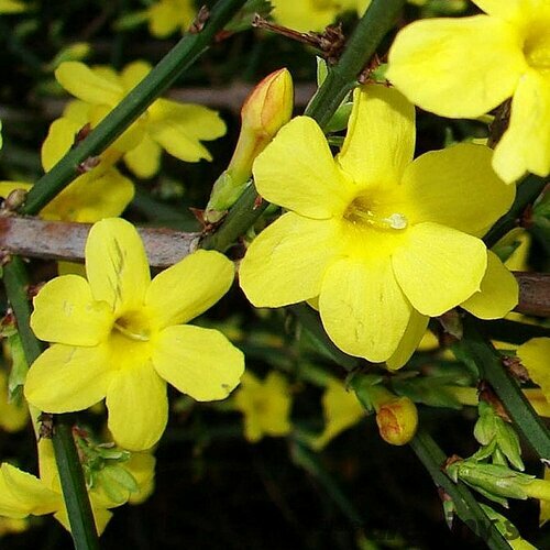 Jasmín žltý Liana 60/80 cm, v črepníku Jasminum nudiflorum