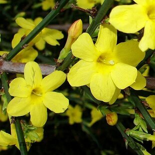 Jasmín žltý Liana 60/80 cm, v črepníku Jasminum nudiflorum