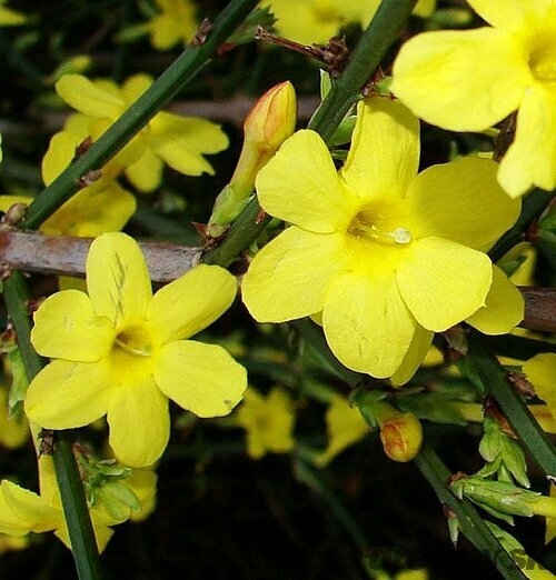 Jasmín žltý Liana 60/80 cm, v črepníku Jasminum nudiflorum