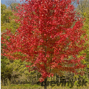 Javor červený 125/150 cm v črepníku Acer rubrum