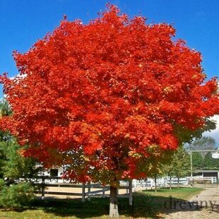 Javor červený October Glory, obvod kmienka 10/12 cm, celková výška pri dodaní 300/350 cm, v koreňovom bale Acer rubrum October Glory