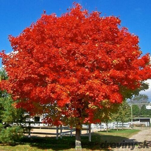 Javor červený October Glory, obvod kmienka 8/10 cm, výška 250/350 cm , v črepníku Acer rubrum October Glory