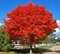 Javor červený October Glory, obvod kmienka 8/10 cm, výška 250/350 cm, v črepníku Acer rubrum October Glory