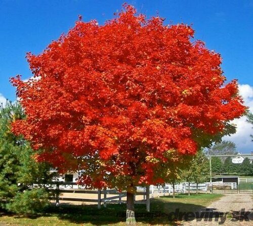 Javor červený October Glory, obvod kmienka 8/10 cm, výška 250/350 cm , v črepníku Acer rubrum October Glory