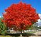 Javor červený October Glory, obvod kmienka 8/10 cm, výška 250/350 cm , v črepníku Acer rubrum October Glory