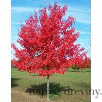 Javor červený October Glory, výška 160/180 cm, v kvetináči Acer rubrum ‘October Glory‘
