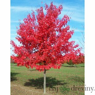 Javor červený October Glory, výška 160/180 cm, v kvetináči Acer rubrum ‘October Glory‘