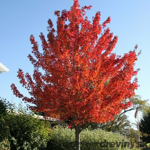Javor červený, výška 125/150 cm, v črepníku Acer Rubrum
