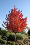 Javor červený, výška 125/150 cm, v črepníku Acer Rubrum