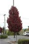Javor Crimson sentry 140/160 cm, v črepníku Acer Platanoides Crimson sentry