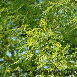 Javor cukrový Born‘s Gracious, na kmienku 150 cm, v črepníku Acer Sacharinum