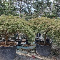 Javor dlaňolistý Garnet & Viridis kmienok 120 cm obvod kmienka 25/30 cm v črepníku 400l SOLITÉR Acer Palmatum Garnet & Viridis 