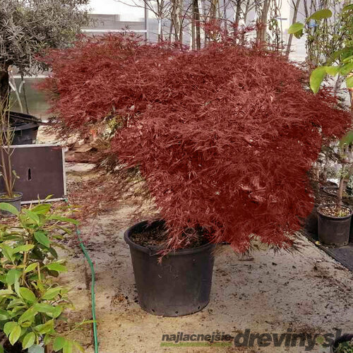 Javor dlaňolistý Garnet, XXL solitér obvod kmienka 18/20 cm, výška 125/150 cm, v črepníku Acer palmatum Garnet
