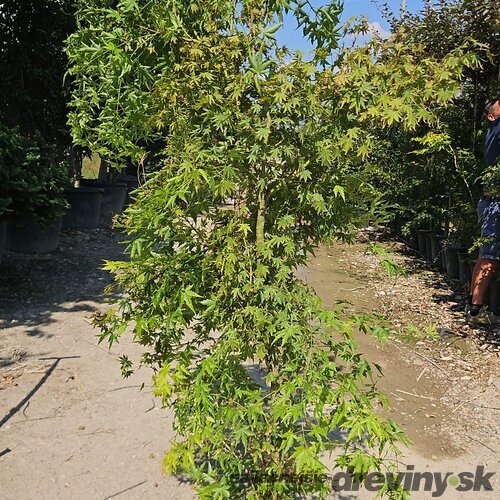 Javor dlaňolistý Green 180/200 v črepníku 35l Acer Palmatum Green