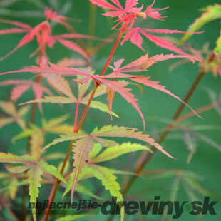 Javor dlaňolistý-japonský Jerre Schwartz na kmienku 80/100 cm celková výška 110/130 cm v črepníku Acer palmatum Jerre Schwartz