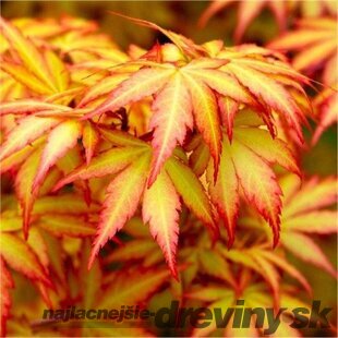 Javor dlaňolistý-japonský Orange Dream na kmienku 80/100 cm celková výška 110/130 cm v črepníku Acer palmatum Orange Dream