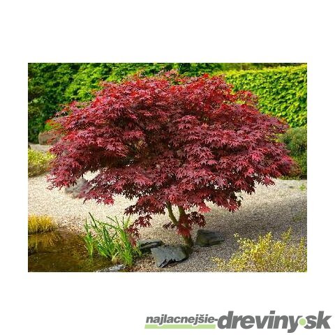 Javor dlaňolistý-japonský Shaina na kmienku 80/100 cm celková výška 110/130 cm v črepníku Acer palmatum Shaina