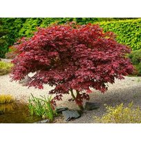 Javor dlaňolistý-japonský Shaina na kmienku 80/100 cm celková výška 110/130 cm v črepníku Acer palmatum Shaina