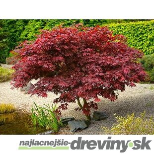 Javor dlaňolistý-japonský Shaina na kmienku 80/100 cm celková výška 110/130 cm v črepníku Acer palmatum Shaina