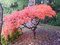 Javor dlaňolistý Ornatum XXL na kmienku 80 cm, šírka 100/120 cm, v črepníku Acer palmatum Ornatum