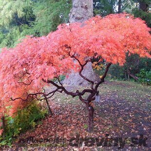 Javor dlaňolistý Ornatum XXL na kmienku 80 cm, šírka 100/120 cm, v črepníku Acer palmatum Ornatum