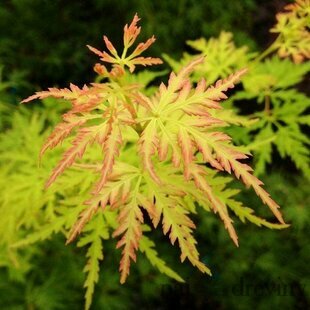 Javor dlaňolistý Seiryu, 20/40 cm, v črepníku Acer palmatum Seiryu