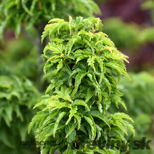 Javor dlaňolistý Shishagashira, 120/140 cm SOLITÉR, v črepníku 15l Acer Palmatum Shishagashira