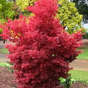 Javor dlaňolistý Skeeter“s Broom 40/60 cm, v črepníku Acer palmatum Skeeter“s Broom
